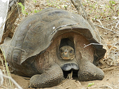 Ecuador & Galapagos