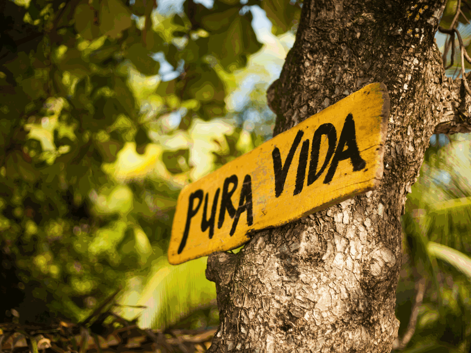 Pura Vida