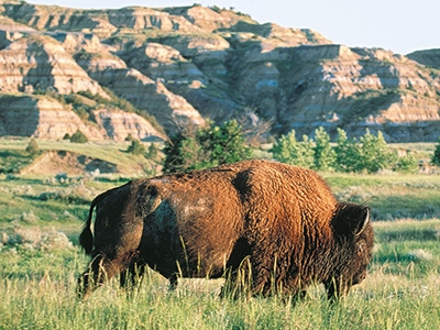 Wildlife Expedition - Yellowstone National Park