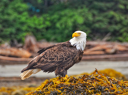 Abenteuer Nordamerika